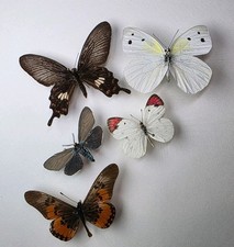 Real Butterfly Collection x 5