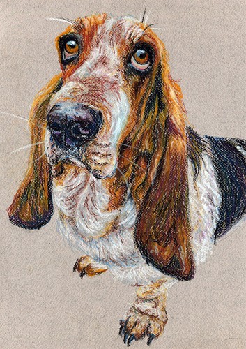 Basset hound dog original - basset,