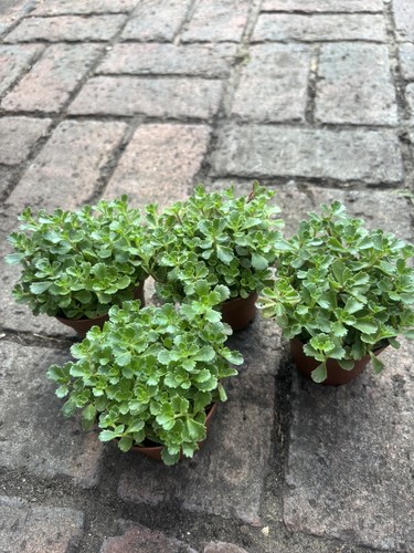 Sedum spurium dragon - sedum, dragon’s