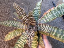 Cryptanthus zonatus Houseplant