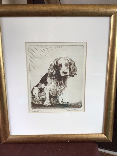 Dianne thorne springer spaniel - dianne,