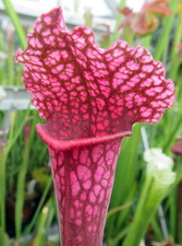 Sarracenia x “Juthatip Soper” JSH35 carnivorous plant