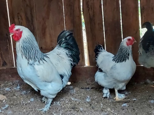 Purebred light brahma - purebred,