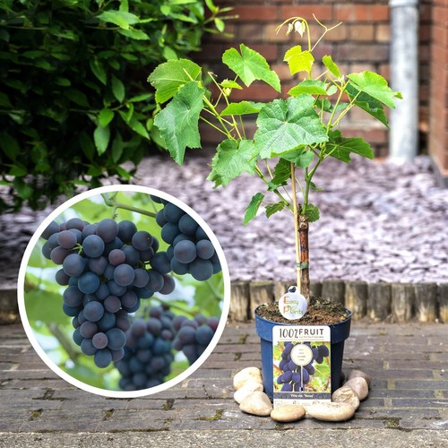 Grape vine outdoor - 1,