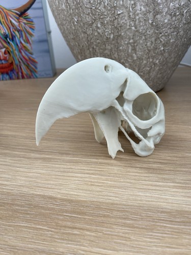 Replica macaw parrot - replica, skull