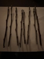 apple scion wood