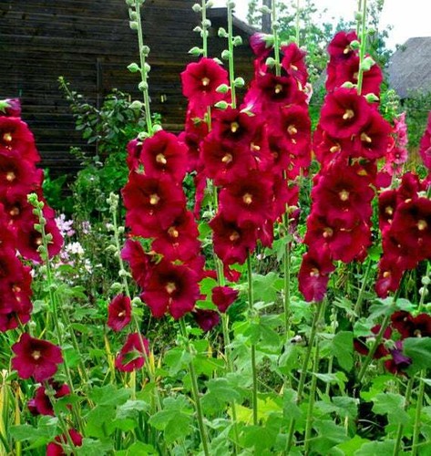 Burgundy hollyhock seeds - burgundy,