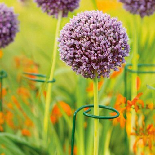 10pc garden plant - 10pc,