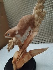 Sherratt & Simpson MOUSE ON