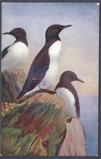 Guillemots by Roland Green - R.S. Art Press bird postcard
