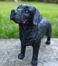 Garden dog labrador outdoor - dog,