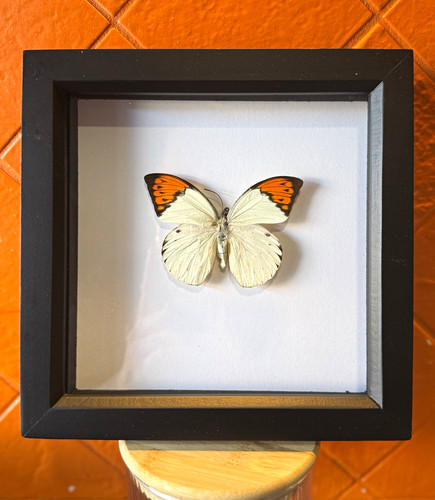Mounted butterfly moth - mounted, butterfly/moth