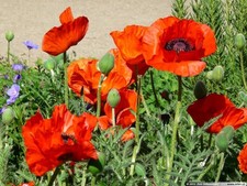 3X ORIENTAL POPPY PAPAVER NANA