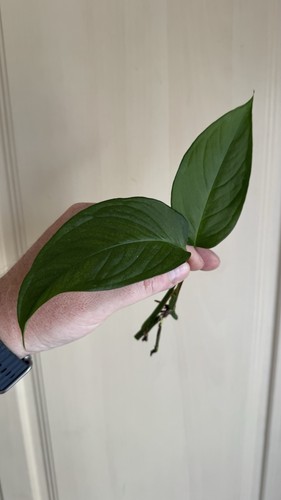 Monstera obliqua amazonas - monstera,