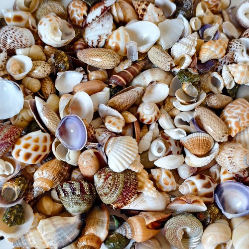 Mixed seashells natural conch - natural,