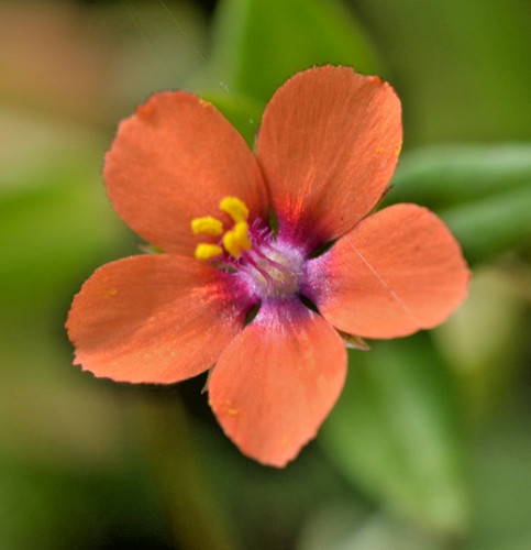1200x wild scarlet pimpernel - 1200x,