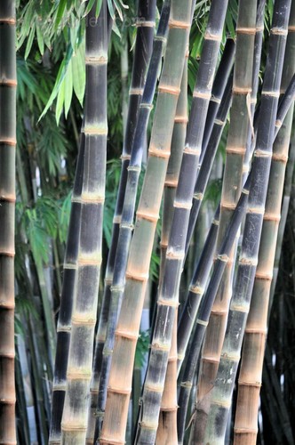 Giant bamboo dendrocalamus - bamboo, (dendrocalamus