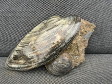 Scunthorpe Polished Fossil