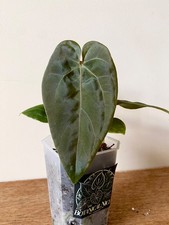 Anthurium (FTG x Fort Sherman)