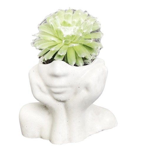 Succulent plant pots planters - succulent,