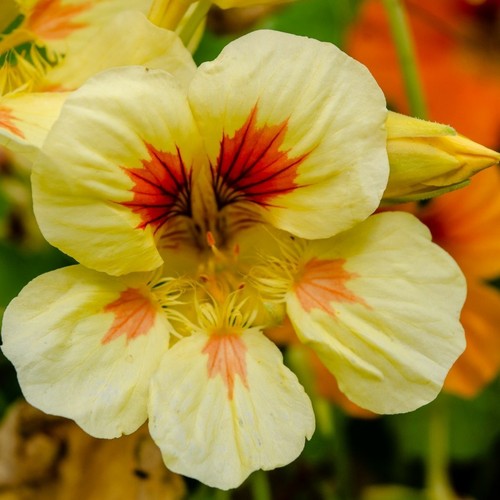 Nasturtium peach melba seeds - peach,