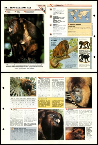 Red howler monkey 151 mammals - monkey,