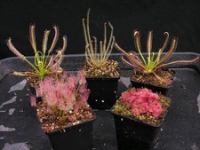 Carnivorous Drosera Sundew Conservatory Collection C From Chelsea Gold Medalists