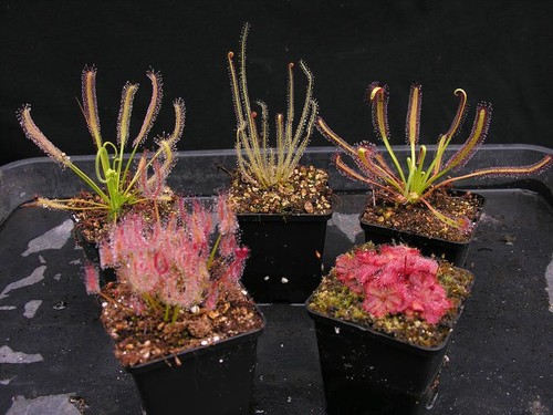 Carnivorous drosera sundew - carnivorous,