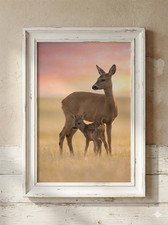 Roe Deer Doe and Fawn Wall Art