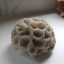 White brain coral 7cm diameter