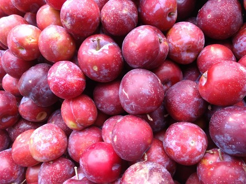 Prunus victoria plum fruit - prunus,