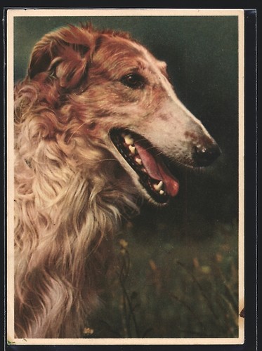 Borzoi russian greyhound - borzoi,,