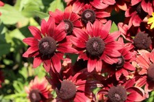 Rudbeckia Cherry Brandy 30 Seeds -  winner of multiple award!!!