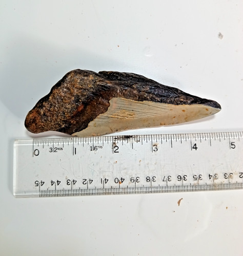 Partial half megalodon - or,