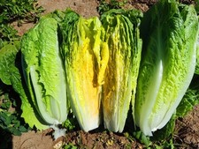 LETTUCE  ROMAINE PARRIS ISLAND