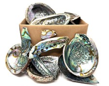 Broken abalone shells box - shells,