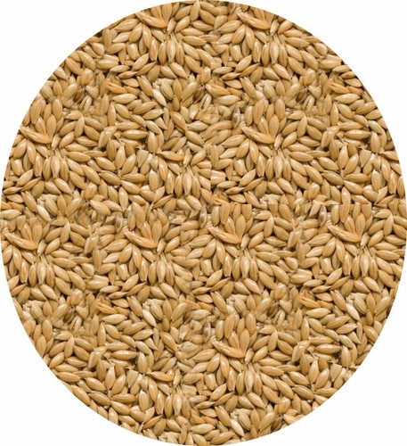 Plain canary seed - canary, 450g