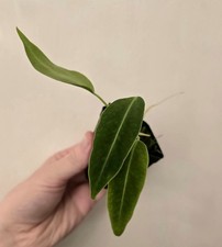 Anthurium warocqueanum Dark Night (J-12)