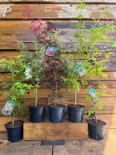 Mixed large acer palmatum - acer,