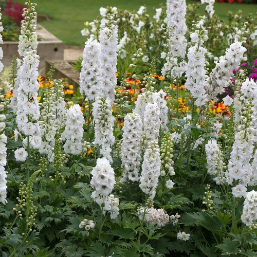 Delphinium larkspur pure white - larkspur,