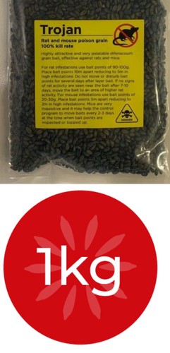 Strongest rat killer - rat,