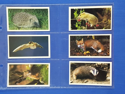 Grandee cigarette cards - cigarette,