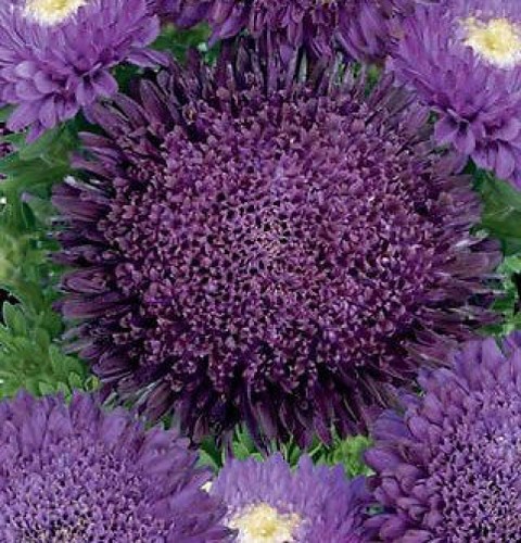 Russian aster seeds unusual - russian,