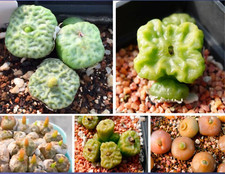 10x Conophytum Angelicae Mixed