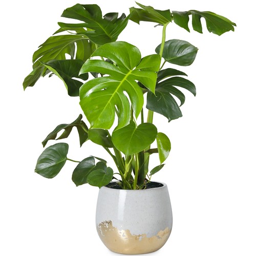 40cm potted monstera - potted,