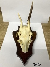 Genuine Taxidermy Deer Roe