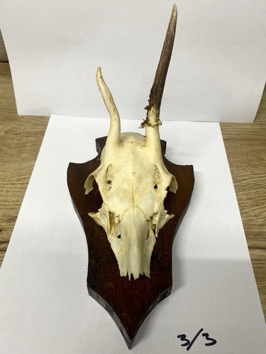 Genuine taxidermy deer roe - deer,