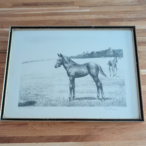 Anderson framed race horse - cw,
