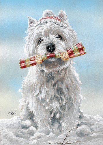 West highland terrier dog - highland,