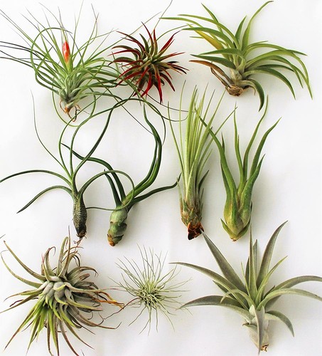 Air plant massive - air, selection